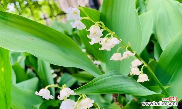 美丽的铃兰 铃兰花