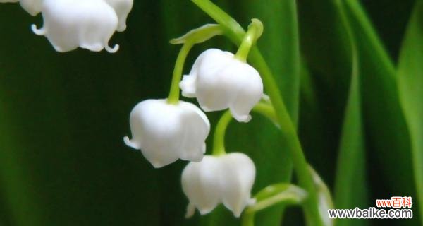 美丽的铃兰 铃兰花