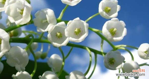 探索铃兰花的深层涵义 铃兰花的寓意与花语解读