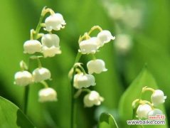 探究铃兰花语的深刻含义与美好寓意 铃兰花语