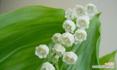 探寻铃兰花的美丽和意义 铃兰花的寓意与象征