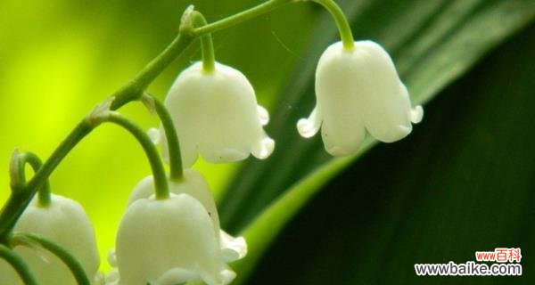 铃兰花语的意义和表达方式 铃兰花语大全及寓意——传递美好的心愿和祝福