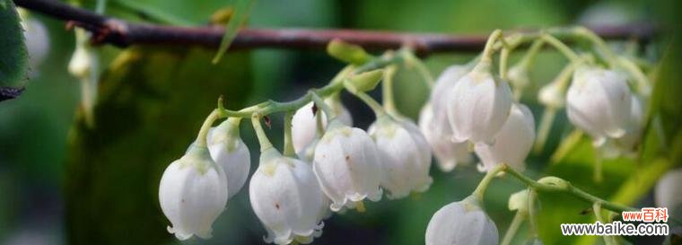 铃兰花语的意义和表达方式 铃兰花语大全及寓意——传递美好的心愿和祝福