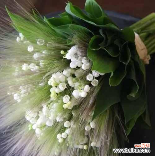 铃兰花语的意义和表达方式 铃兰花语大全及寓意——传递美好的心愿和祝福