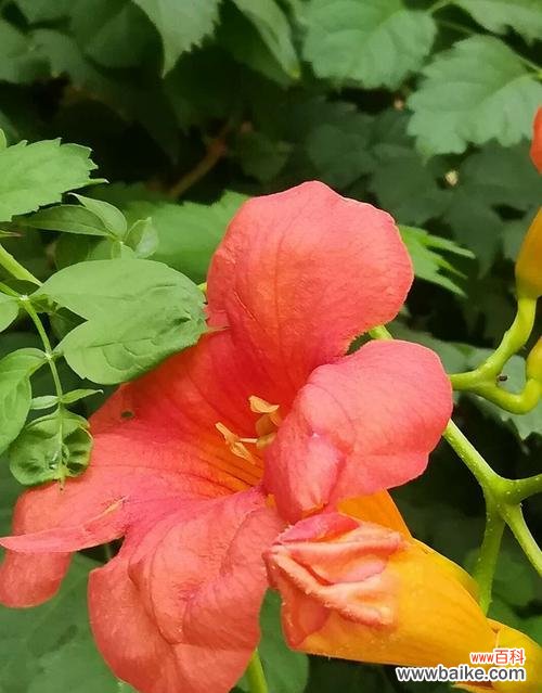 唯美花语与心灵寄托 凌霄花花语与寓意