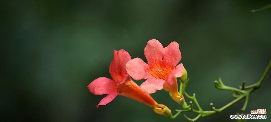 唯美花语与心灵寄托 凌霄花花语与寓意