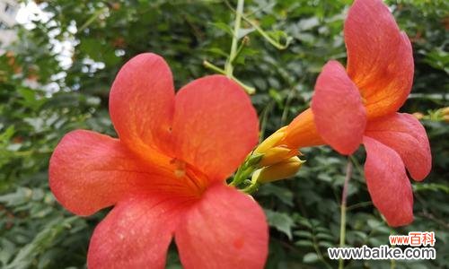 凌霄花花语及其文化内涵解析 凌霄花