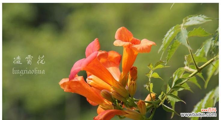 凌霄花花语及其文化内涵解析 凌霄花