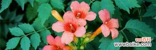 凌霄花花语及其文化内涵解析 凌霄花