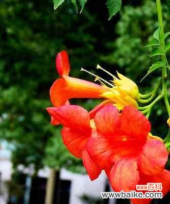 凌霄花的美丽与深远寓意 凌霄花的花语及象征寓意