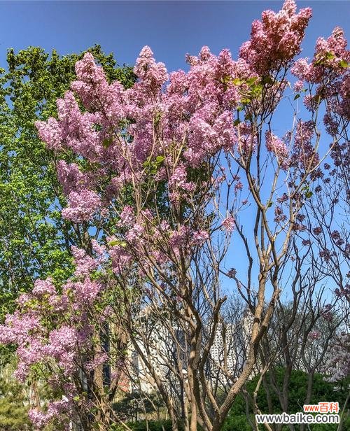 诗意的流苏花 流苏花的花语与象征——浪漫与独立
