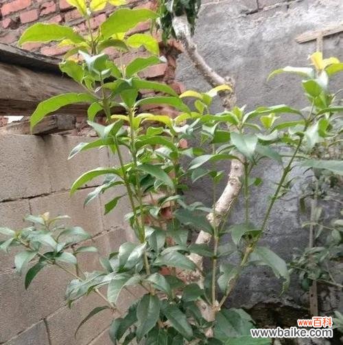 诗意的流苏花 流苏花的花语与象征——浪漫与独立