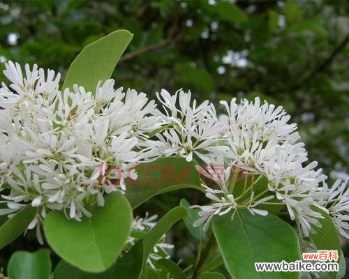 绽放在思念中 流苏花的花语及其寓意——用花言语传递情感的力量