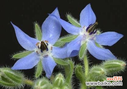 揭示琉璃苣所传达的深刻情感和守护之意 琉璃苣的花语——爱的守护者