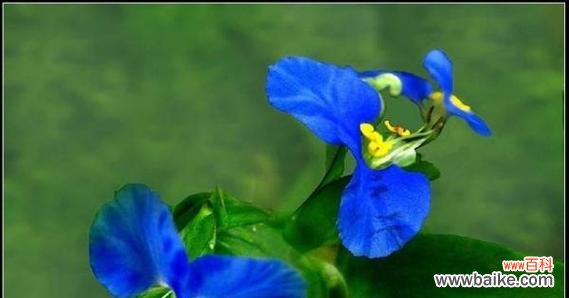 什么蓝色的花寓意发财呢?有哪些蓝色花卉代表财富?