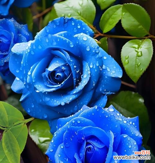 蓝色妖姬的花语是什么？蓝色妖姬的寓意有哪些？