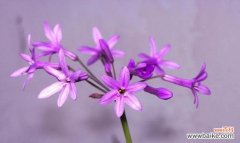 过年时开紫色花有什么寓意？