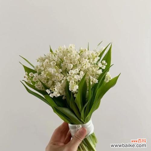 铃兰大手捧花代表什么?