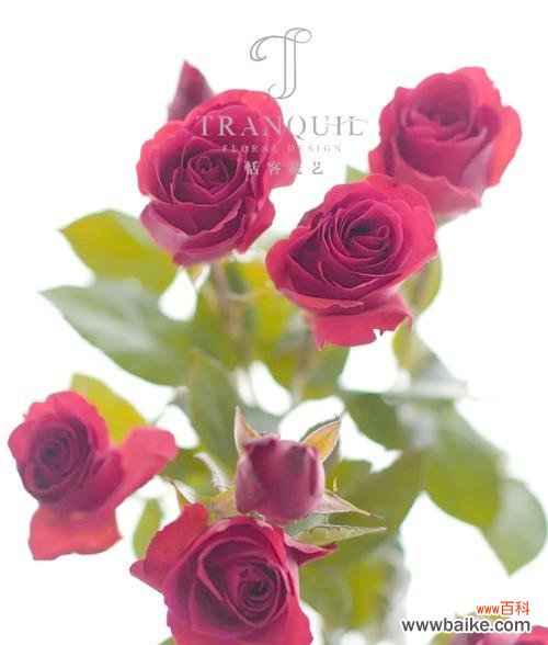 月色尚浅的花语有何含义？这一花语背后的故事是什么？