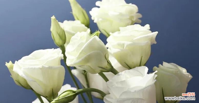 白色桔梗花的花语和寓意是什么?它代表了什么?