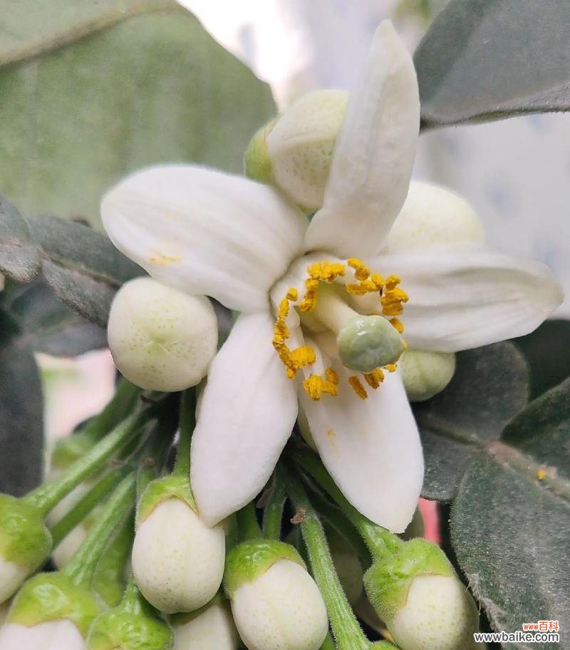 橘色花朵象征着什么?