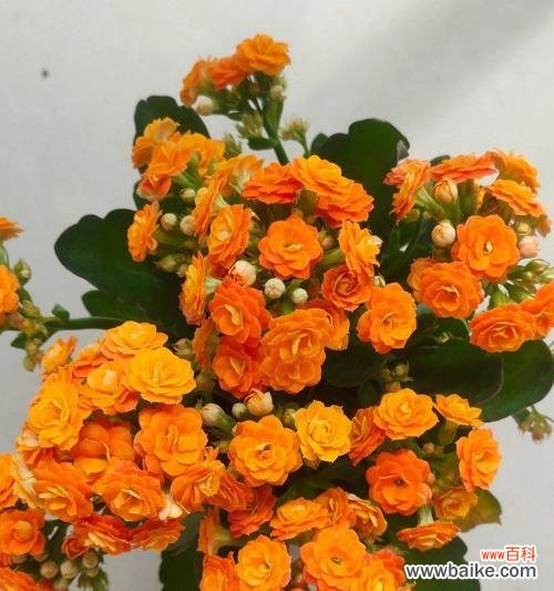 橘色花朵象征着什么?