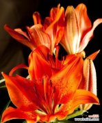 红色百合花代表什么意义？