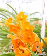 黄色花代表什么？黄色象征耀眼的花有哪些？