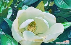 寓意幸福的白色花有哪些？