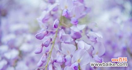 绒花树紫色花朵代表什么含义？