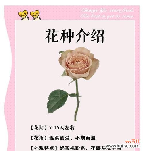 哪种花寓意暗恋爱情?暗恋爱情花语是什么?