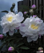 哪种花寓意暗恋爱情？暗恋爱情花语是什么？