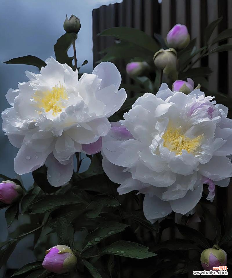 哪种花寓意暗恋爱情?暗恋爱情花语是什么?