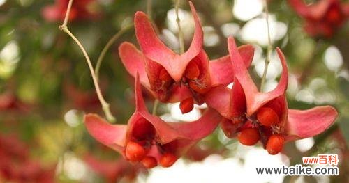 探寻金丝吊蝴蝶的花语之美 金丝吊蝴蝶的花语与美丽