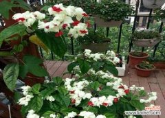 揭示金钟花的花语与象征 金钟花的花语