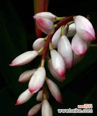 揭示金钟花的花语与象征 金钟花的花语