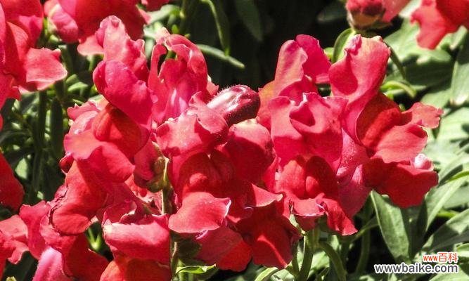 探索金鱼草的深刻寓意与美丽花语 金鱼草的花语与寓意