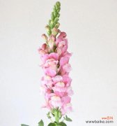 探索金鱼草的深刻寓意与美丽花语 金鱼草的花语与寓意