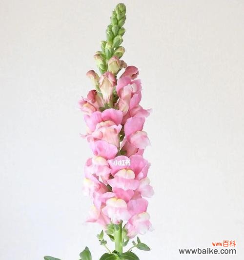 探索金鱼草的深刻寓意与美丽花语 金鱼草的花语与寓意