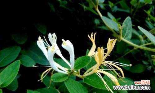 探寻金银花的花语,品味其独特魅力 金银花之美