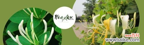 探寻金银花的花语,品味其独特魅力 金银花之美