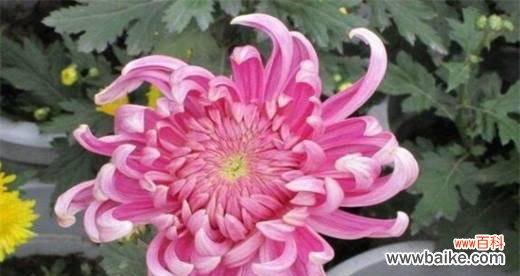 探究菊花的花语和文化内涵 菊花的象征意义与文化价值