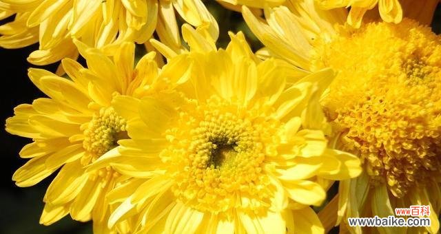 探究菊花的花语和文化内涵 菊花的象征意义与文化价值