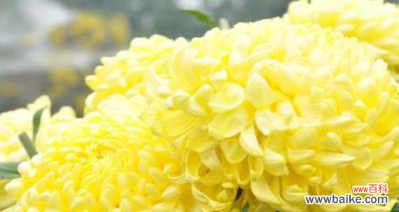 探究菊花的花语和文化内涵 菊花的象征意义与文化价值