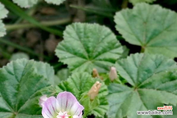 探寻锦葵花的象征意义,传递美好的寓意 锦葵花的寓意与象征——美丽的花朵传递的含义
