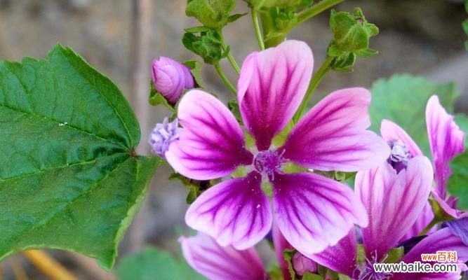 探寻锦葵花的象征意义,传递美好的寓意 锦葵花的寓意与象征——美丽的花朵传递的含义