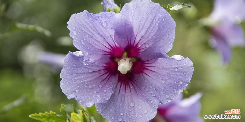 探寻锦葵花的象征意义,传递美好的寓意 锦葵花的寓意与象征——美丽的花朵传递的含义