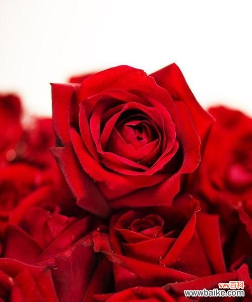 深入了解红玫瑰的花语和象征意义 红玫瑰花语大全及寓意解读