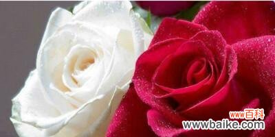 深入了解红玫瑰的花语和象征意义 红玫瑰花语大全及寓意解读
