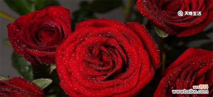 花开春日 红玫瑰花的寓意及象征